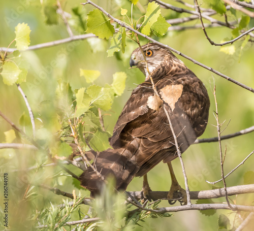 Cooper's Hawk on cottonwood limb amid coyote willows near Rio Grande in Rio Rancho, New Mexico photo