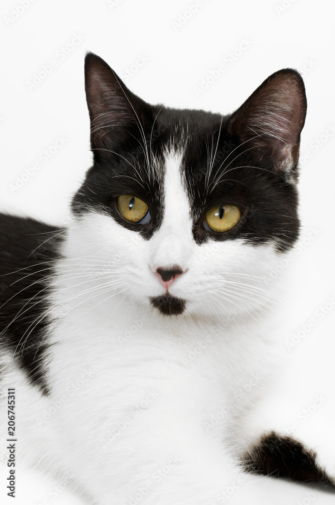 Beautiful Black and White Kitten Portrait