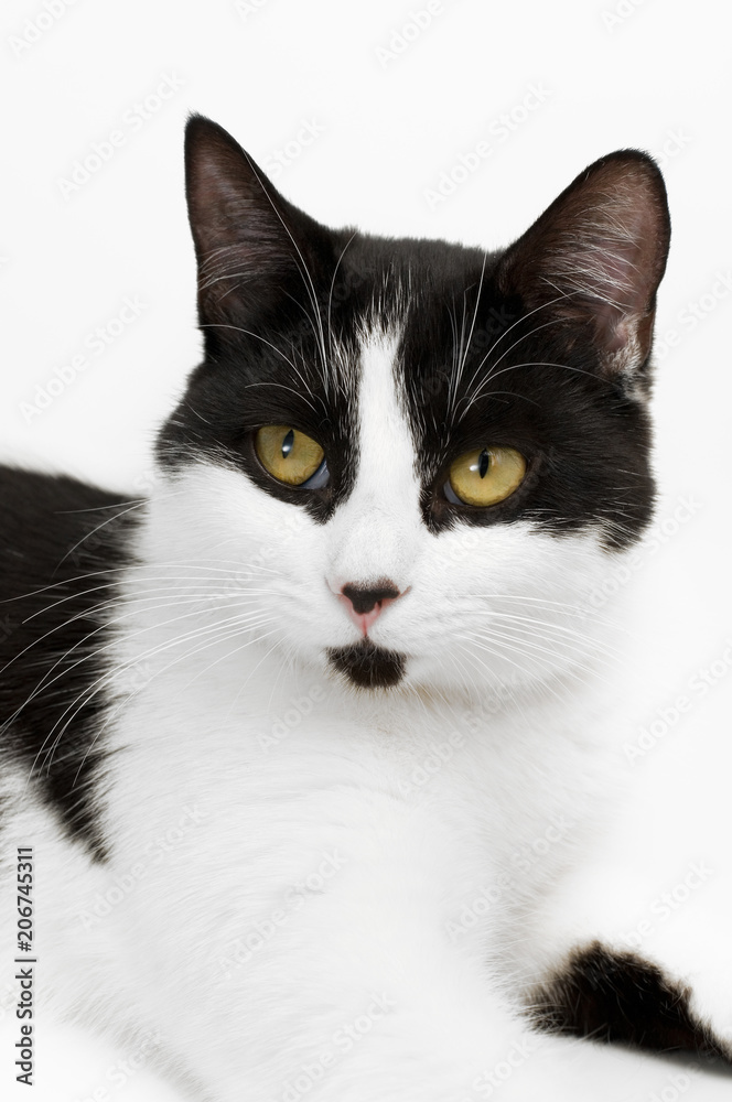 Beautiful Black and White Kitten Portrait Beautiful Black and White Kitten Portrait