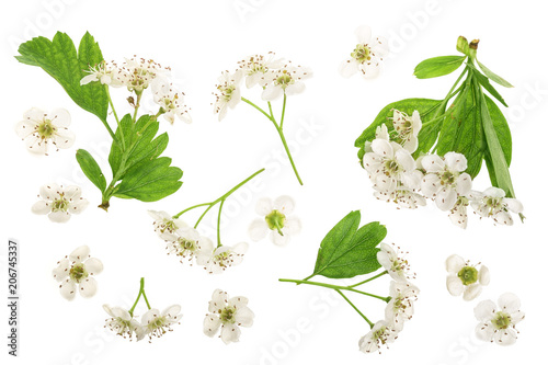 Fototapeta Naklejka Na Ścianę i Meble -  Hawthorn or Crataegus monogyna flowers isolated on a white background