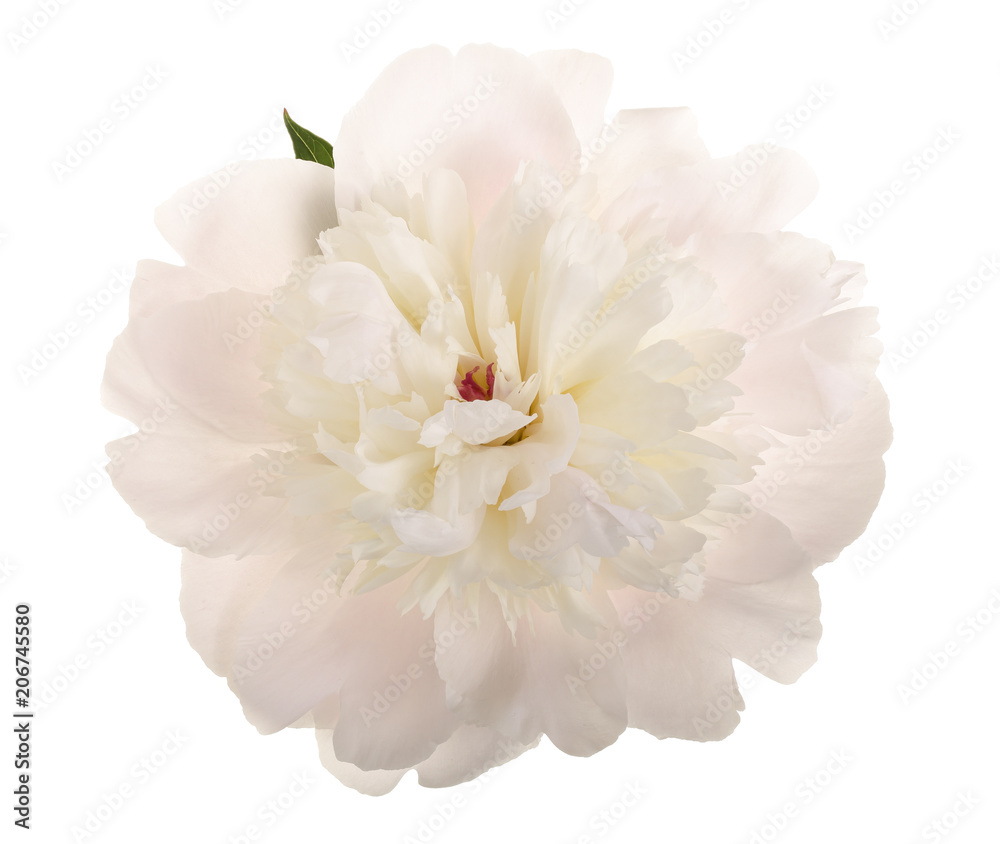 Fototapeta peony flower isolated on white background close up