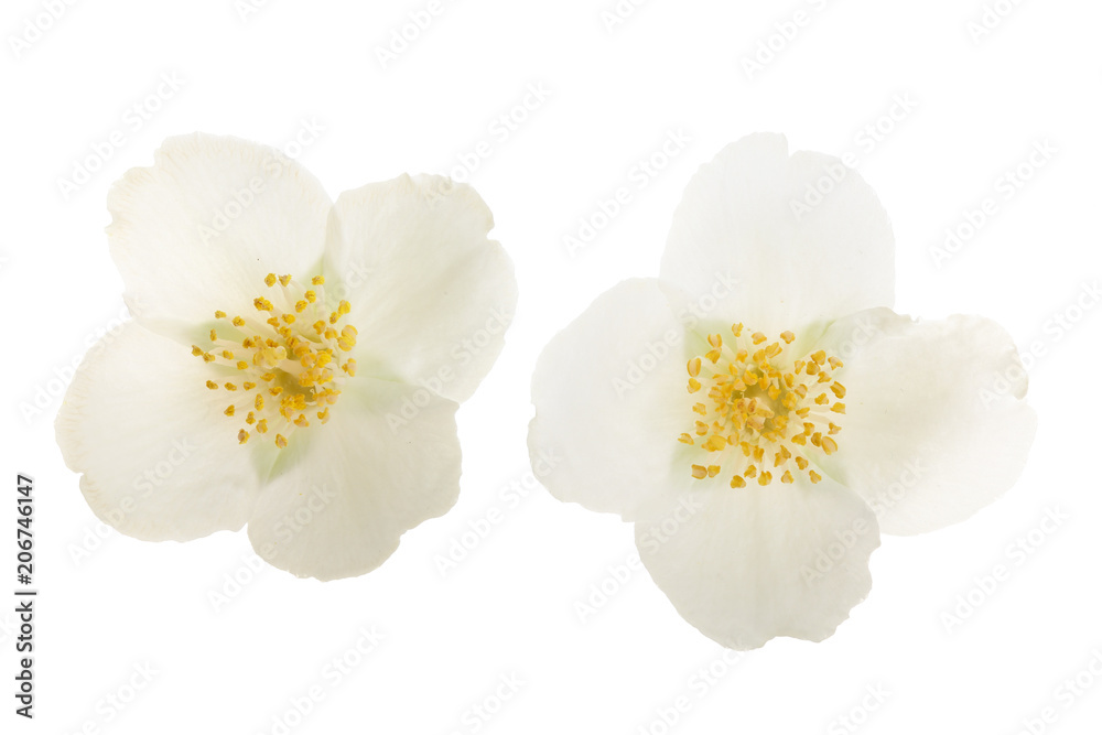 jasmine flower isolated on white background closeup