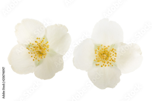 jasmine flower isolated on white background closeup