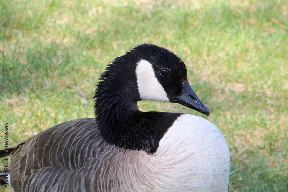 Closeup Of A Goose, William Hawrelak Park, Edmonton, Alberta Closeup Of A Goose, William Hawrelak Park, Edmonton, Alberta
