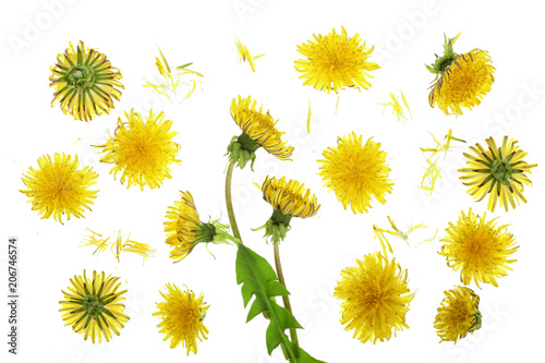 Fototapeta Naklejka Na Ścianę i Meble -  Dandelion flower or Taraxacum Officinale isolated on white background. Top view. Flat lay pattern