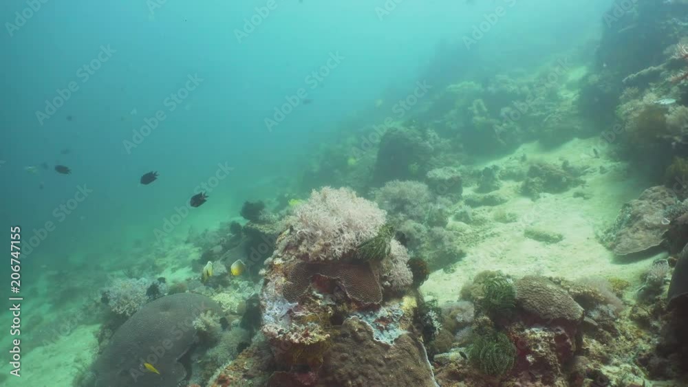 Tropical fish on coral reef at diving. Wonderful and beautiful underwater world with corals and tropical fish. Hard and soft corals. Philippines, Mindoro. Tropical fish on coral reef at diving. Wonderful and beautiful underwater world with corals and tropical fish. Hard and soft corals. Philippines, Mindoro.