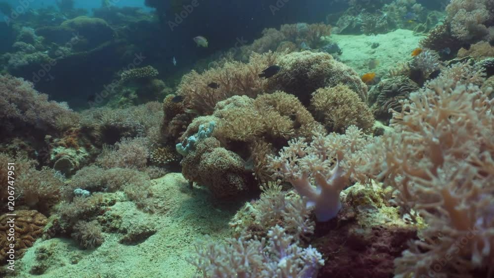 Tropical fish on coral reef at diving. Wonderful and beautiful underwater world with corals and tropical fish. Hard and soft corals. Philippines, Mindoro. Tropical fish on coral reef at diving. Wonderful and beautiful underwater world with corals and tropical fish. Hard and soft corals. Philippines, Mindoro.