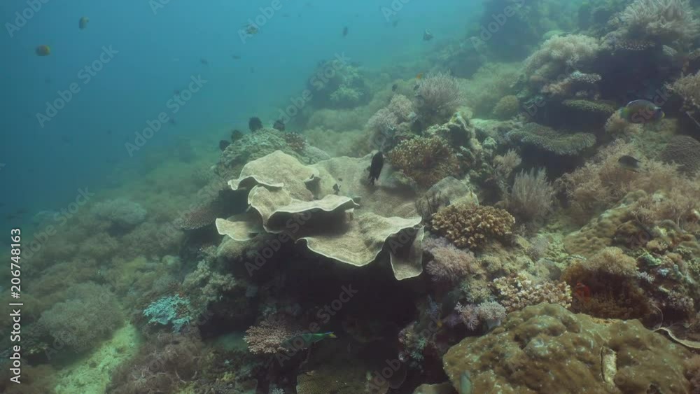 Fish and coral reef at diving. Wonderful and beautiful underwater world with corals and tropical fish. Hard and soft corals. Philippines, Mindoro. Diving and snorkeling in the tropical sea. Fish and coral reef at diving. Wonderful and beautiful underwater world with corals and tropical fish. Hard and soft corals. Philippines, Mindoro. Diving and snorkeling in the tropical sea.