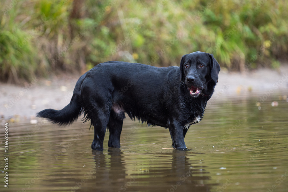 Black Labrador catches fish in the pond Black Labrador catches fish in the pond