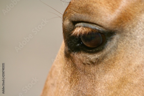 Beautiful Horse Eye with Blonde Eyelashes