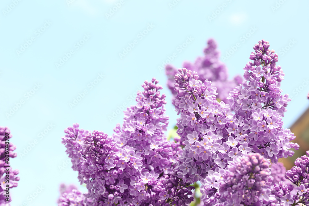 Obraz premium Blossoming lilac on sunny spring day