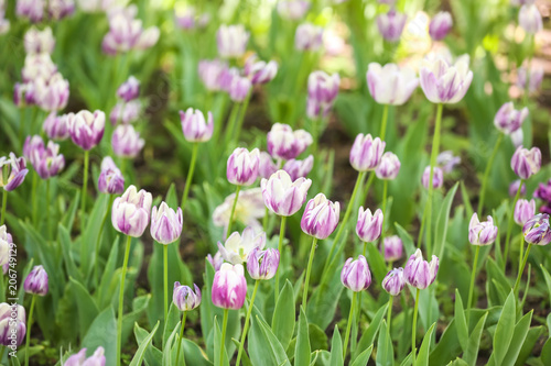 Fototapeta Naklejka Na Ścianę i Meble -  Blossoming tulips outdoors on sunny spring day