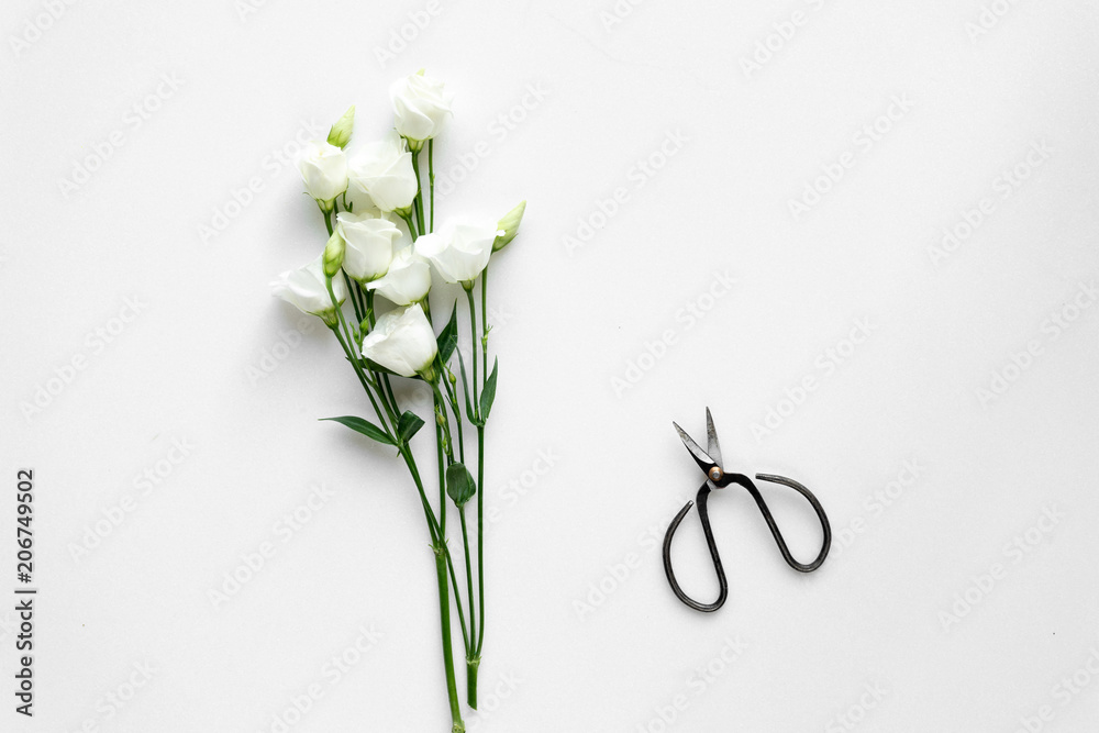 White beautiful roses and plant shears on white background. Top View. White beautiful roses and plant shears on white background. Top View.