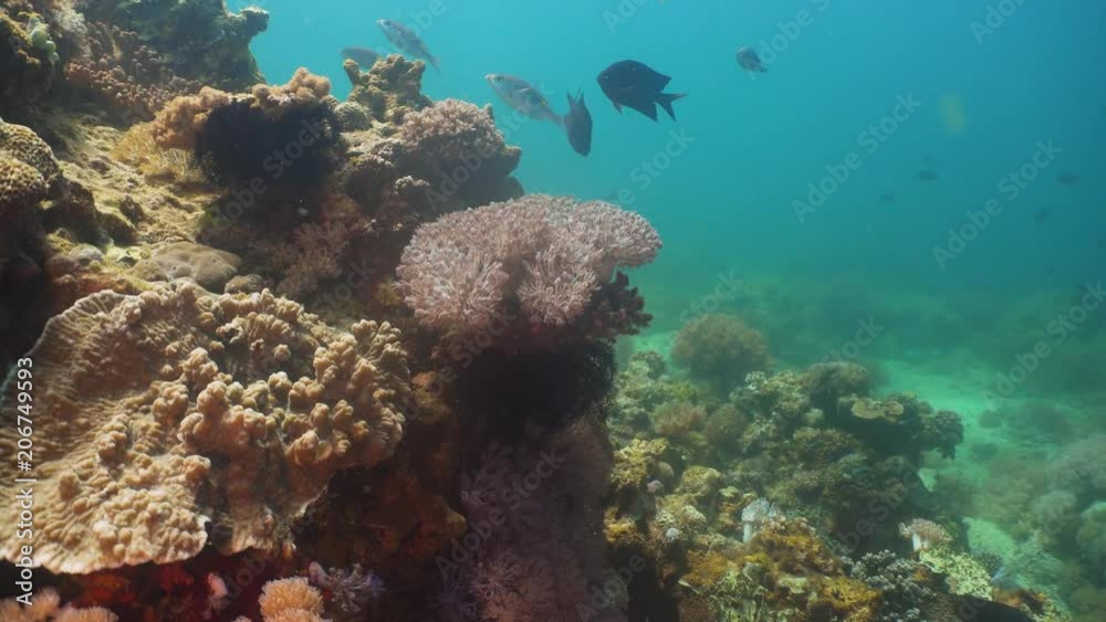 Tropical fish on coral reef at diving. Wonderful and beautiful underwater world with corals and tropical fish. Hard and soft corals. Philippines, Mindoro. Tropical fish on coral reef at diving. Wonderful and beautiful underwater world with corals and tropical fish. Hard and soft corals. Philippines, Mindoro.