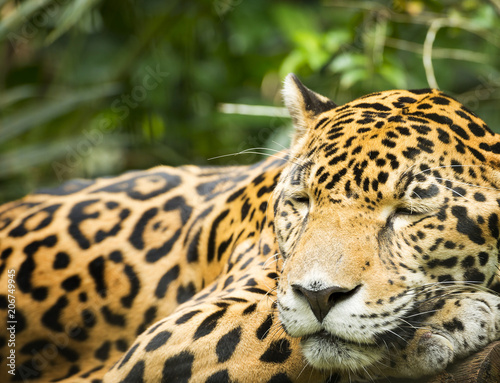 Jaguar Cat Resting