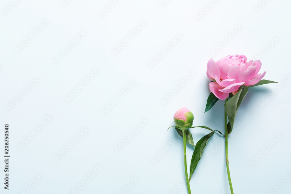 Beautiful fragrant peony flowers on white background Beautiful fragrant peony flowers on white background