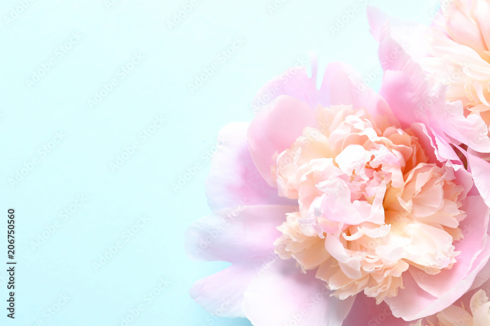 Beautiful fragrant peony flower on color  background