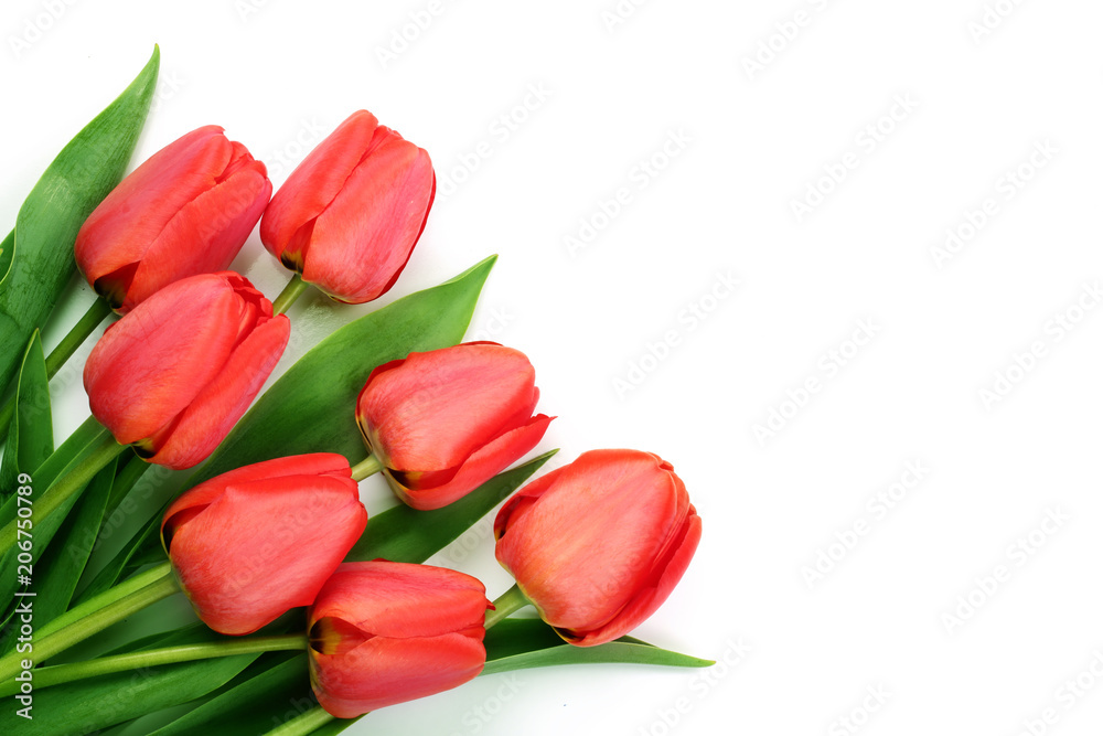 Beautiful red tulips on white background with copy space for text. Top view, flat lay Beautiful red tulips on white background with copy space for text. Top view, flat lay