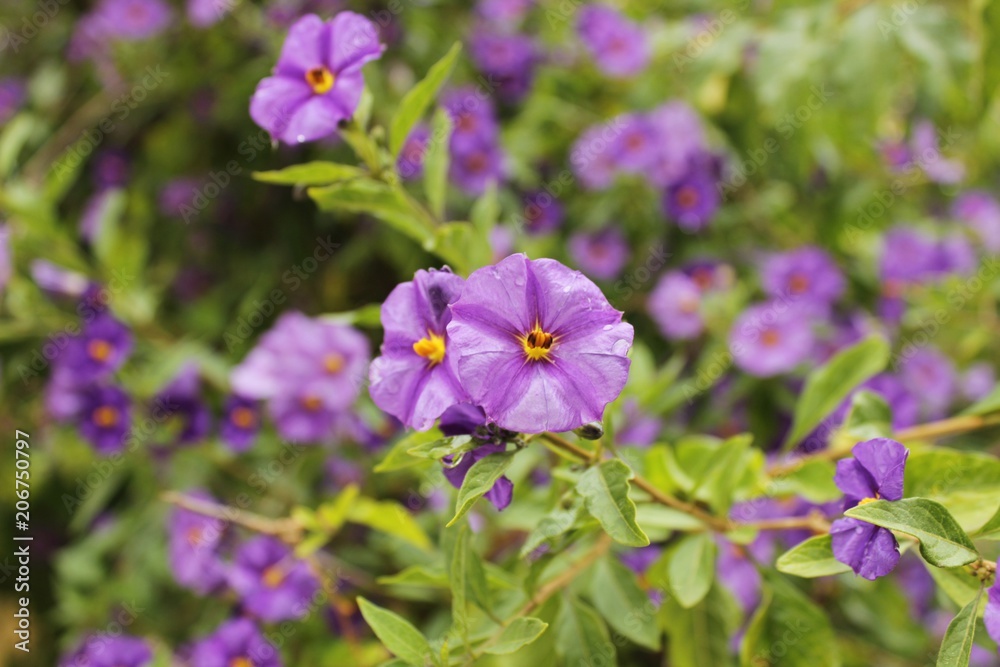 Purple wild flowers in spring