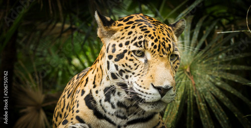Jaguar Cat