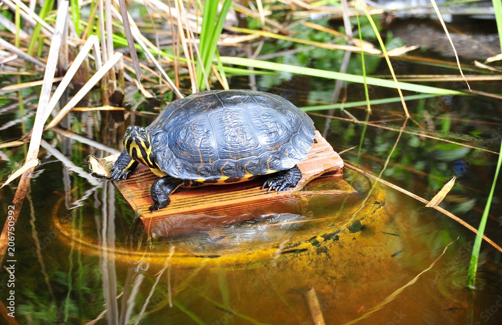 Fototapeta premium 765