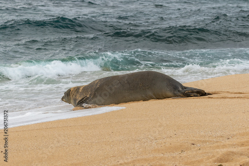 Hawaiian Monk Seal on a Maui Beach