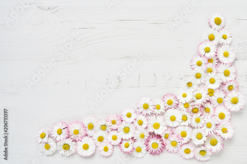 Holiday background. Daisy flowers border on white wooden background. Copy space, top view.