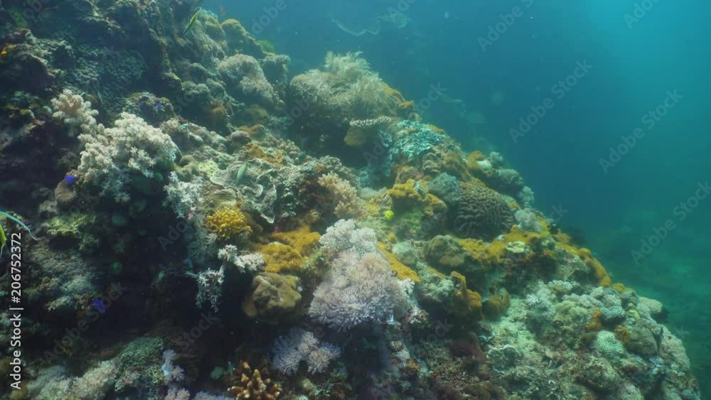 Tropical fish on coral reef at diving. Wonderful and beautiful underwater world with corals and tropical fish. Hard and soft corals. Philippines, Mindoro. Tropical fish on coral reef at diving. Wonderful and beautiful underwater world with corals and tropical fish. Hard and soft corals. Philippines, Mindoro.