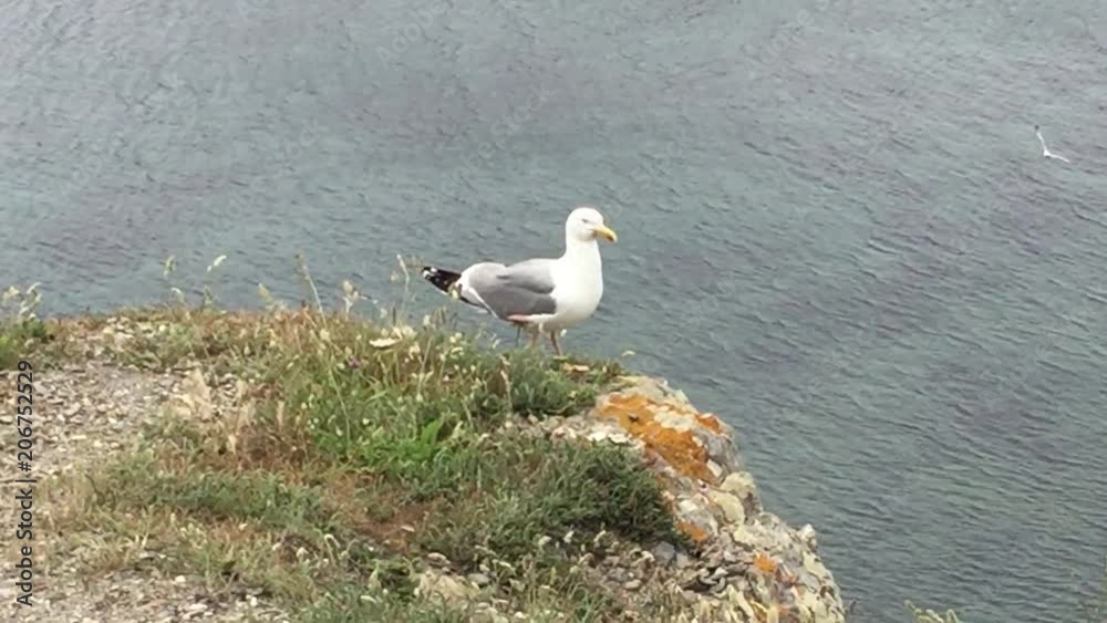 goéland, mouette sur une falaise goéland, mouette sur une falaise
