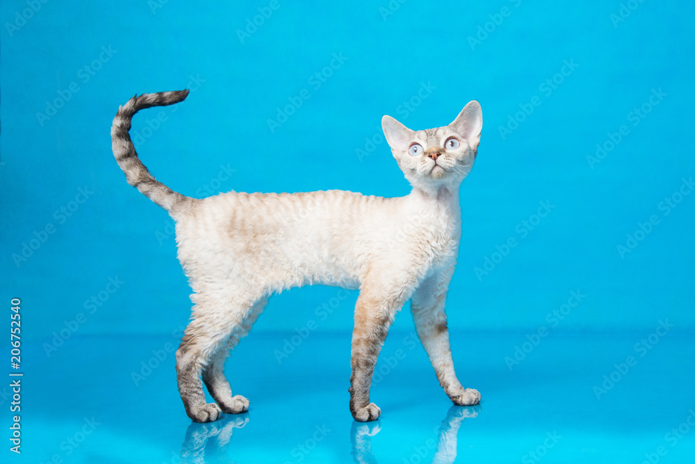 Side view of pointed Devon Rex cat on blue background