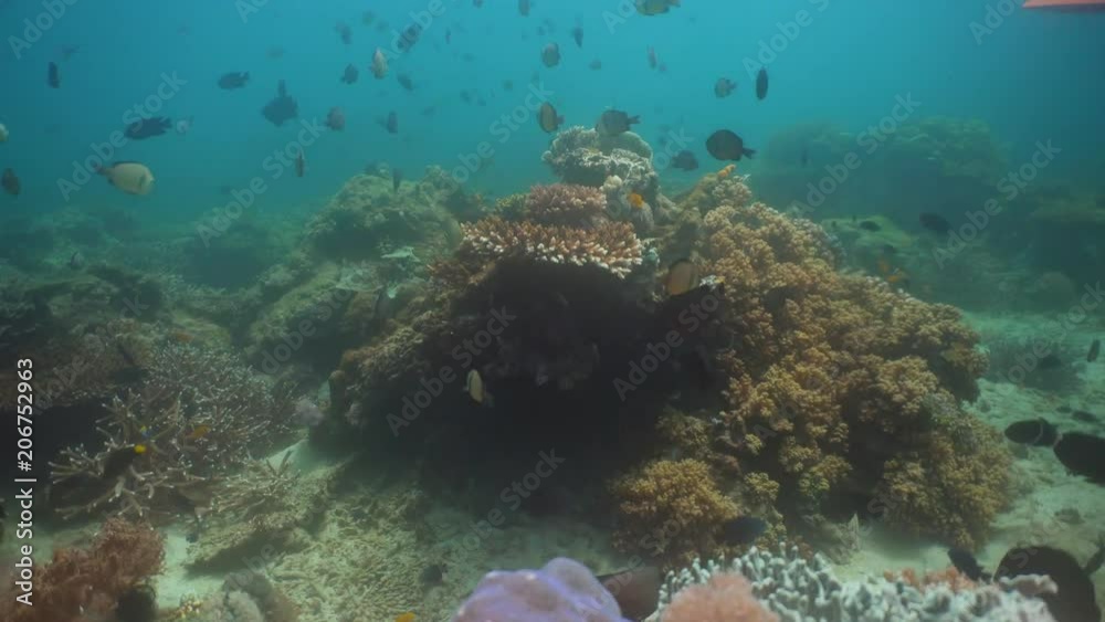 Fish and coral reef at diving. Wonderful and beautiful underwater world with corals and tropical fish. Hard and soft corals. Philippines, Mindoro. Diving and snorkeling in the tropical sea. Fish and coral reef at diving. Wonderful and beautiful underwater world with corals and tropical fish. Hard and soft corals. Philippines, Mindoro. Diving and snorkeling in the tropical sea.