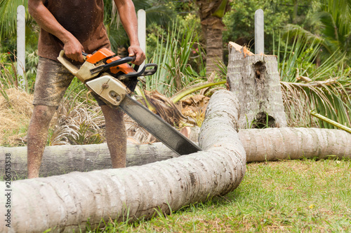 Man in shorts with a chainsaw in the jungle cutting the trunk of a palm tree on the ground into pieces. Woodcutter, lumberjack