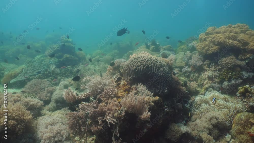 Fish and coral reef at diving. Wonderful and beautiful underwater world with corals and tropical fish. Hard and soft corals. Philippines, Mindoro. Diving and snorkeling in the tropical sea. Fish and coral reef at diving. Wonderful and beautiful underwater world with corals and tropical fish. Hard and soft corals. Philippines, Mindoro. Diving and snorkeling in the tropical sea.