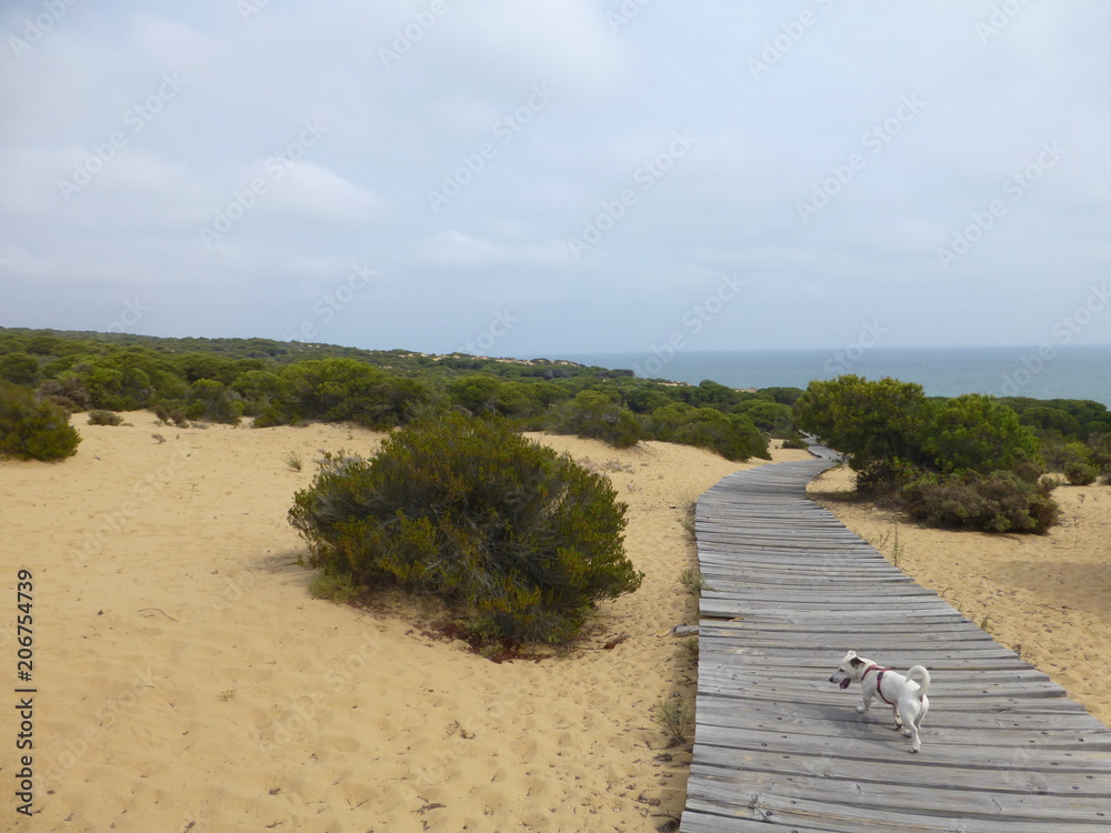 Parque Doñana zona Playa Cuesta Maneli en Huelva, zona costera con playa de arena fina blanca que forma parte del Parque de Doñana Parque Doñana zona Playa Cuesta Maneli en Huelva, zona costera con playa de arena fina blanca que forma parte del Parque de Doñana