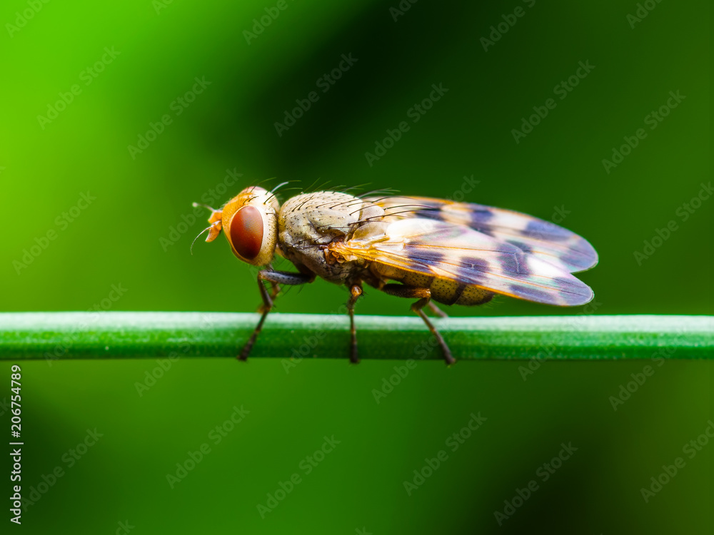 Exotic Drosophila Fruit Fly Diptera Insect on Green Grass Exotic Drosophila Fruit Fly Diptera Insect on Green Grass