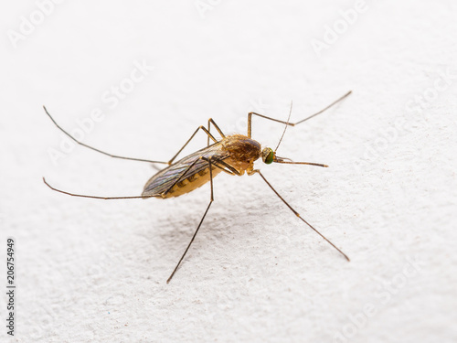 Yellow Fever, Malaria or Zika Virus Infected Mosquito Insect on White Wall