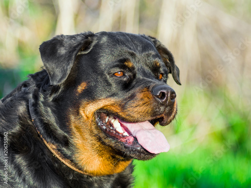 Rottweiler Dog Portrait