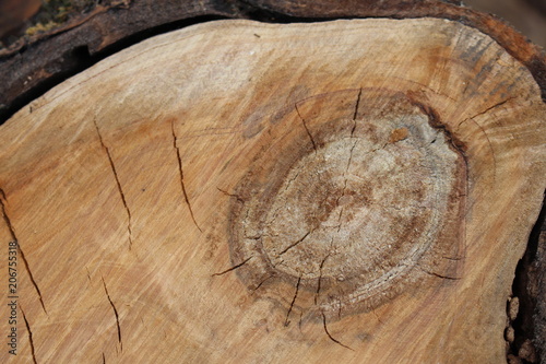 Tronco