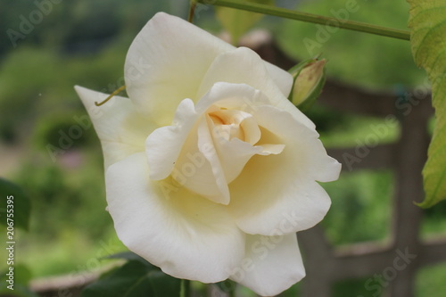 Rosa bianca