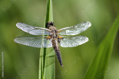 Four-spotted chaser or Libellula quadrimaculata in wild nature