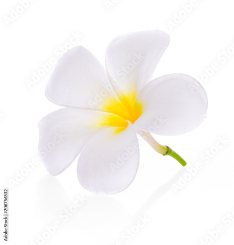 plumeria flower on white background
