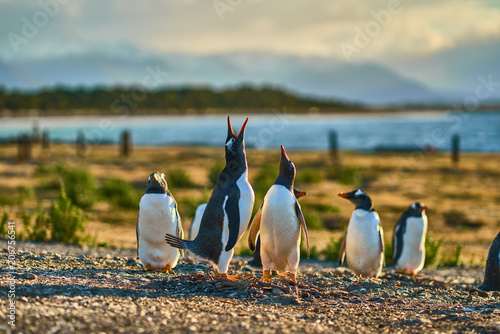 The colony of penguins on the island in the Beagle Canal. Argentine Patagonia. Ushuaia