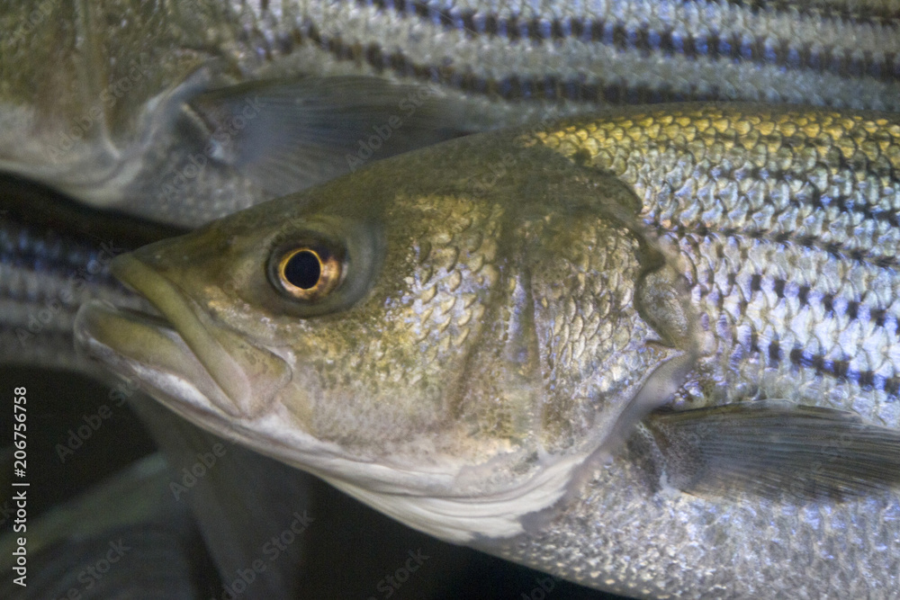 Striped Bass Fish Face Close Up Stock Photo
