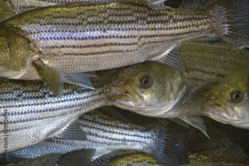 Fototapeta Naklejka Na Ścianę i Meble -  Striped Bass Fish in a Crowded Habitat