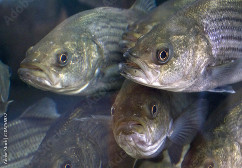Wildly Expressive Faces of Striped Bass