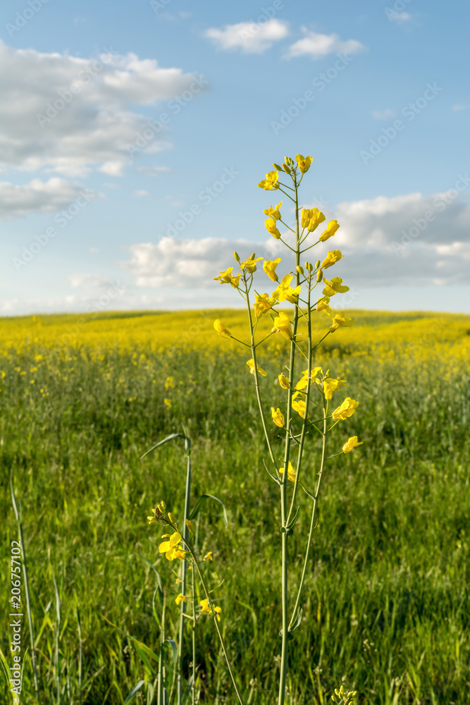 flowering rapeseed field and blue sky with clouds during sunset, landscape spring flowering rapeseed field and blue sky with clouds during sunset, landscape spring