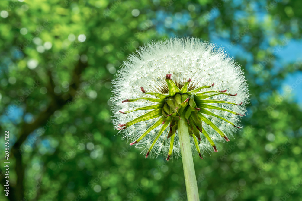 Fototapeta premium white fluffy dandelion on green vegetation background, close-up abstract background