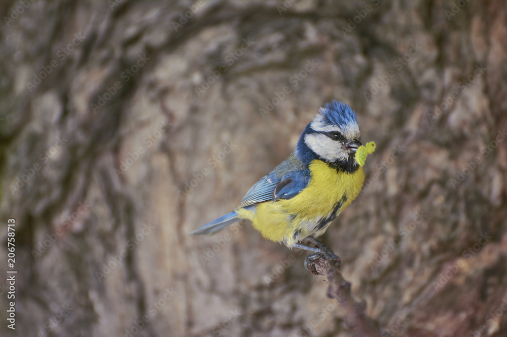 Eurasian blue tit by its blue and yellow plumage and small size sitting on a branch with food in the beak on green background. Eurasian blue tit by its blue and yellow plumage and small size sitting on a branch with food in the beak on green background.