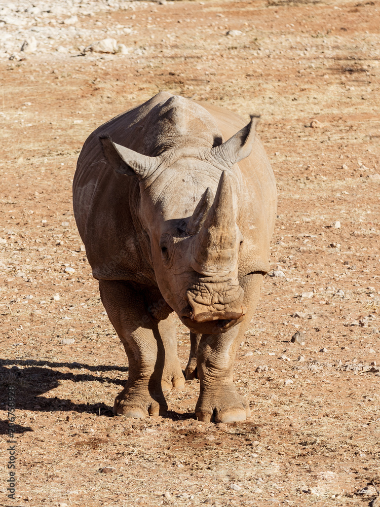 Fototapeta premium Rhinocéros blanc