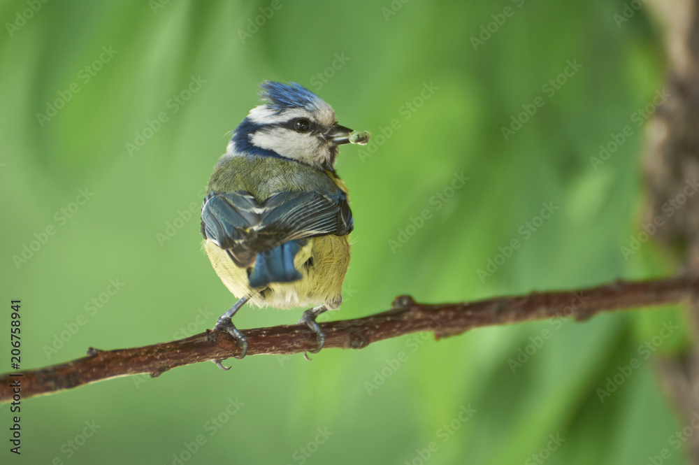 Eurasian blue tit by its blue and yellow plumage and small size sitting on a branch with food in the beak on green background. Eurasian blue tit by its blue and yellow plumage and small size sitting on a branch with food in the beak on green background.